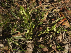 Polygala japonica