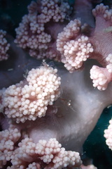 Eumalacostraca