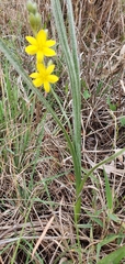Hypoxis hirsuta