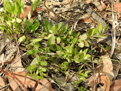 Polygala japonica