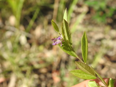 Polygala japonica