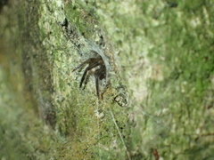 Segestriidae