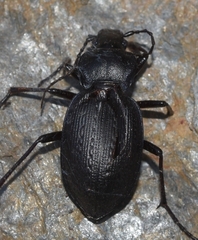 Carabus dufouri
