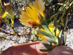 Lampranthus bicolor