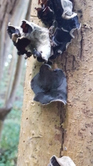 Auricularia cornea