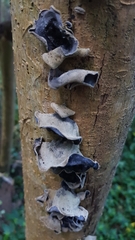 Auricularia cornea