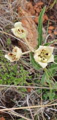 Pachycarpus schinzianus