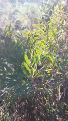 Leucadendron macowanii