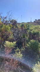 Leucadendron macowanii
