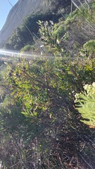 Leucadendron macowanii