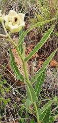 Pachycarpus schinzianus