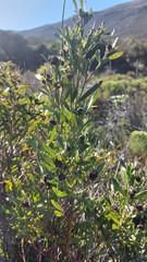 Leucadendron macowanii