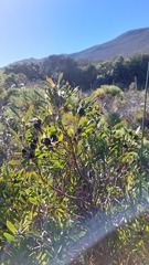 Leucadendron macowanii