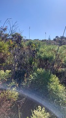 Leucadendron macowanii