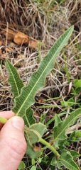 Pachycarpus schinzianus