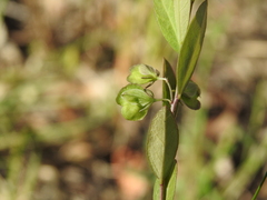 Polygala japonica