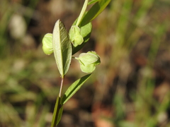 Polygala japonica