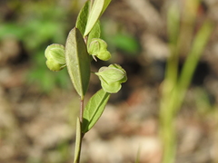 Polygala japonica