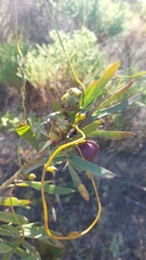 Leucadendron macowanii