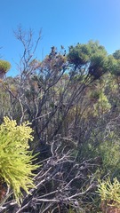 Leucadendron macowanii