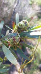 Leucadendron macowanii