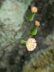 Emilia praetermissa