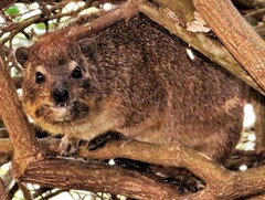 Procavia capensis capensis