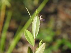 Polygala japonica