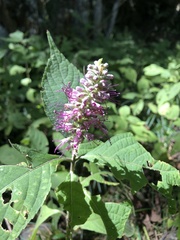 Comanthosphace formosana