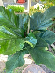Anthurium plowmanii