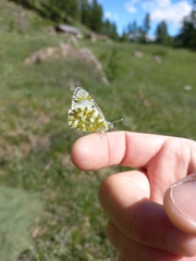 Euchloe simplonia
