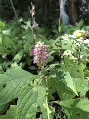 Comanthosphace formosana