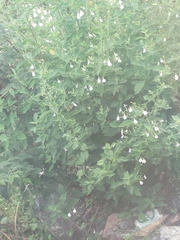 Rhinacanthus nasutus