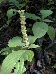 Comanthosphace formosana