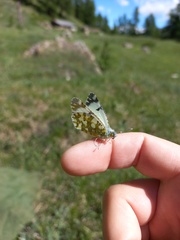 Euchloe simplonia