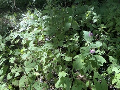 Comanthosphace formosana