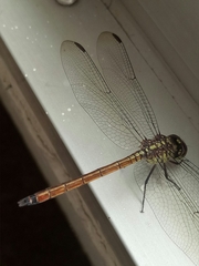 Lathrecista asiatica