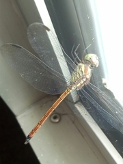 Lathrecista asiatica