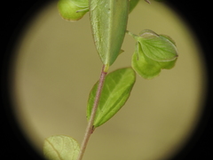 Polygala japonica
