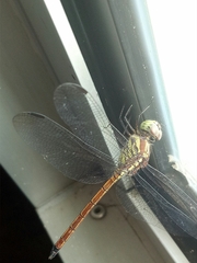 Lathrecista asiatica