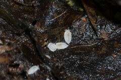 Platyarthrus hoffmannseggii