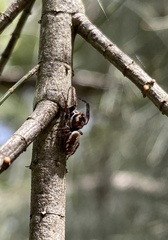 Opisthoncus parcedentatus