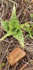 Ledebouria luteola