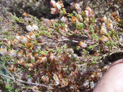 Erica quadrangularis