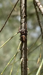 Opisthoncus parcedentatus