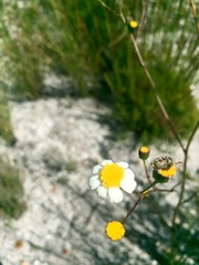 Senecio umbellatus