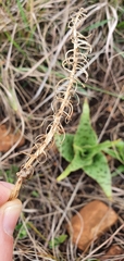 Ledebouria luteola