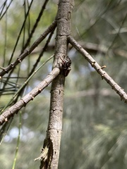 Opisthoncus parcedentatus