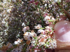 Erica quadrangularis