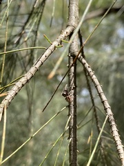 Opisthoncus parcedentatus